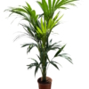 Planta Kentia