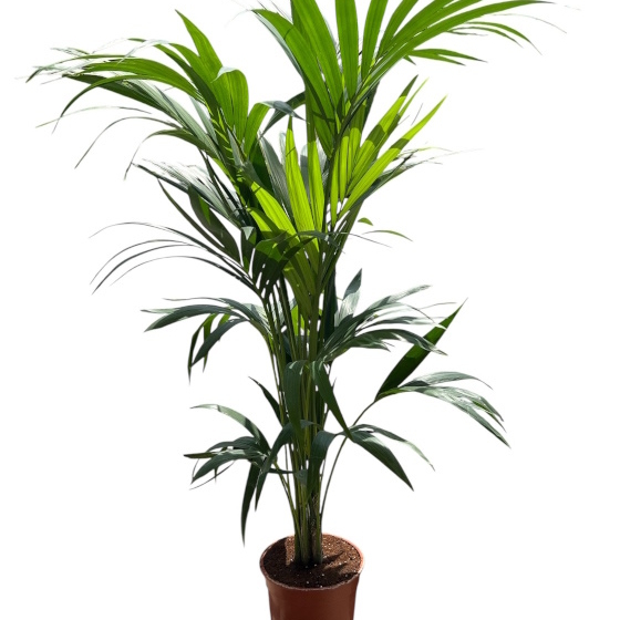 Planta Kentia