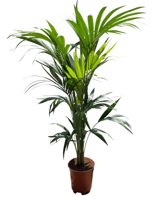 Planta Kentia